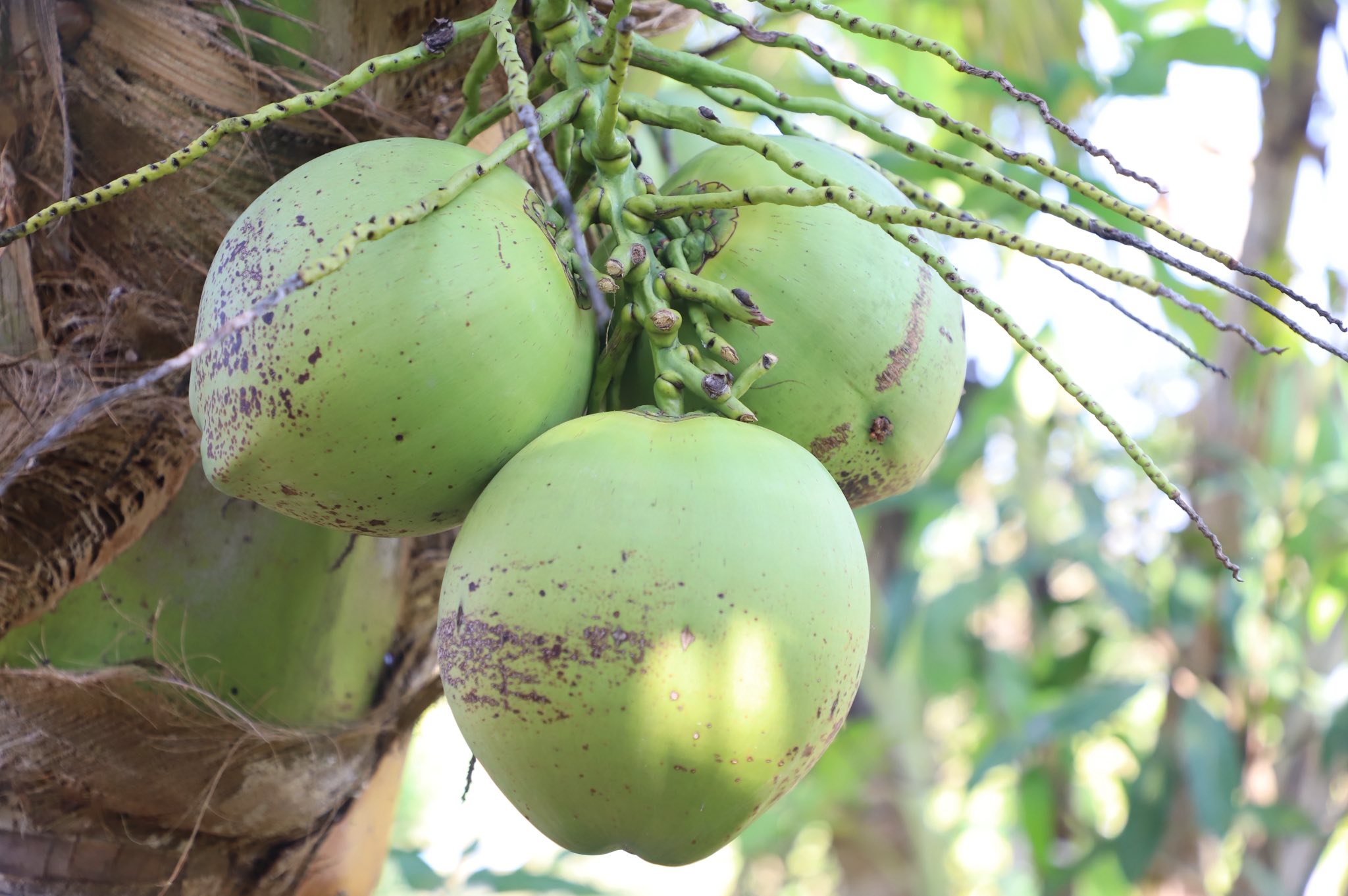 title - ”พลิกโฉมเกษตรกรสู่ผู้ประกอบการ“ ส.ป.ก.ลำพูน โชว์ความสำเร็จเกษตรอินทรีย์ครบวงจร ตั้งแต่แปลงปลูกสู่ตลาดพรีเมียม!!
